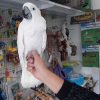 Umbrella Cockatoo