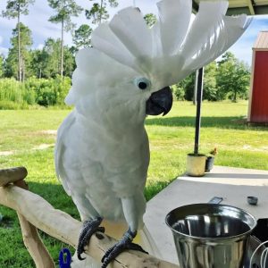 Umbrella Cockatoo