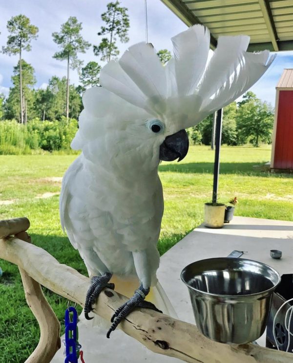 Umbrella Cockatoo