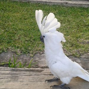 Umbrella Cockatoo 3