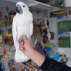 Umbrella Cockatoo