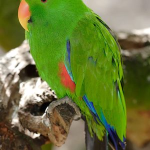 Vosmaers Eclectus 1