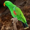 Vosmaer’s Eclectus