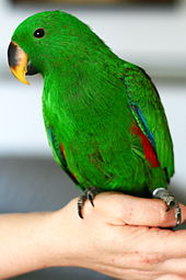 Vosmaer’s Eclectus