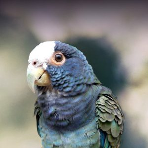 White Capped Pionus