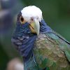 White Capped Pionus