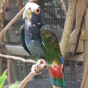 White Capped Pionus 2