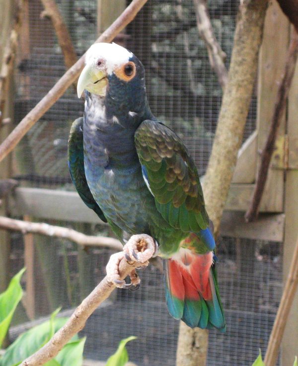 White Capped Pionus 2