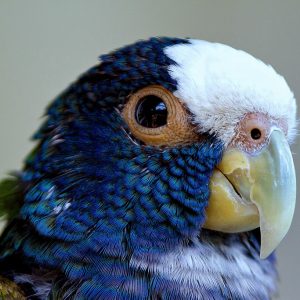 White Capped Pionus 3