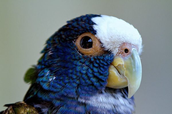 White Capped Pionus 3