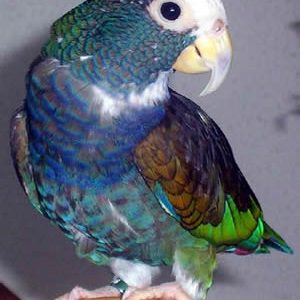 White Capped Pionus 4