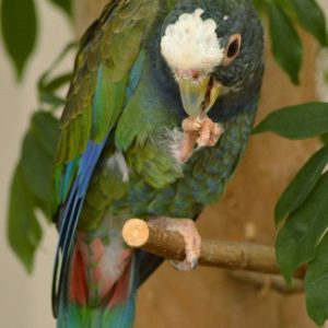 White Capped Pionus 5