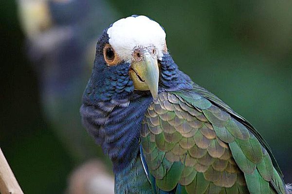 White Capped Pionus