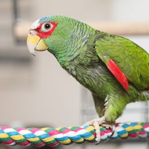 White Fronted Amazon