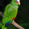 White Fronted Amazon