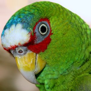 White Fronted Amazon 4 1