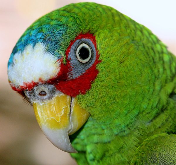 White Fronted Amazon 4 1