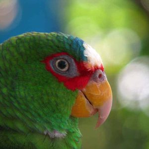 White Fronted Amazon 5