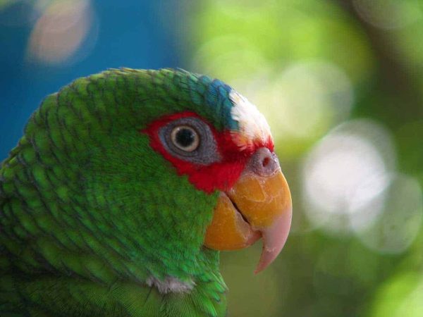 White Fronted Amazon 5