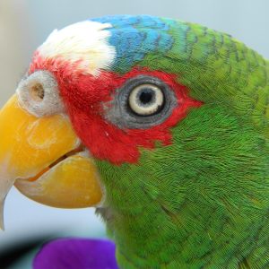 White Fronted Amazon 6