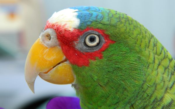 White Fronted Amazon 6