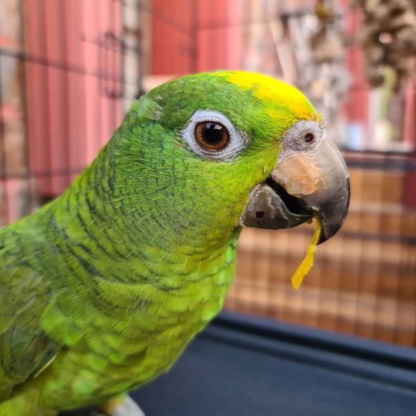 Yellow-Billed Amazon