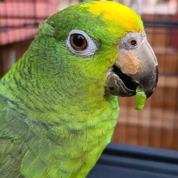 Yellow Billed Amazon 2