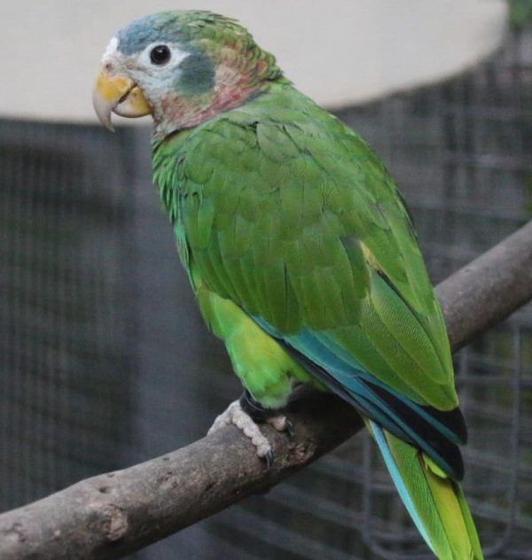 Yellow Billed Amazon 3