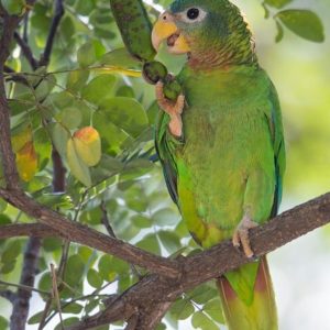 Yellow Billed Amazon 4