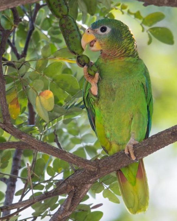 Yellow Billed Amazon 4