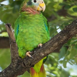 Yellow Billed Amazon 5