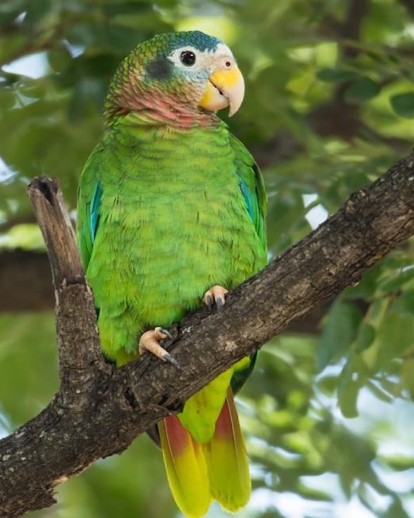 Yellow Billed Amazon 5