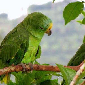 Yellow Crowned Amazon 1