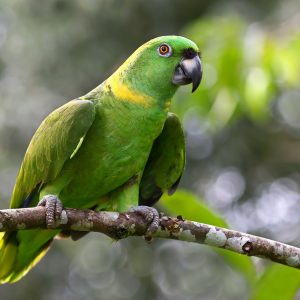 Yellow Naped Amazon