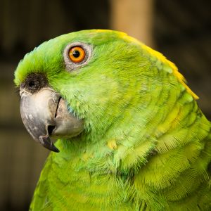 Yellow Naped Amazon 2