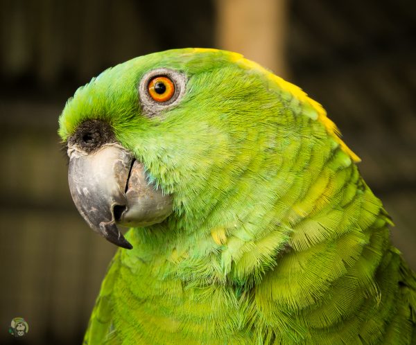 Yellow Naped Amazon 2