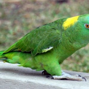 Yellow Naped Amazon 3 1