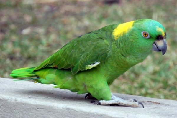 Yellow Naped Amazon 3 1