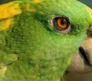 Yellow Naped Amazon 4