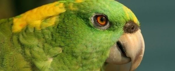 Yellow Naped Amazon 4