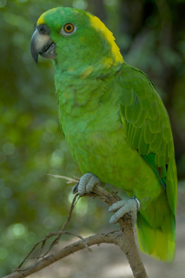 Yellow Naped Amazon