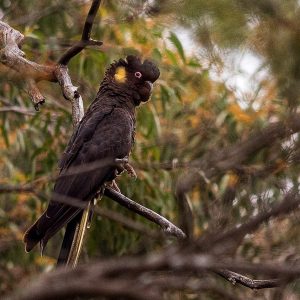 Yellow Tailed Black Cockatoo