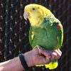 Yellow-headed Amazon