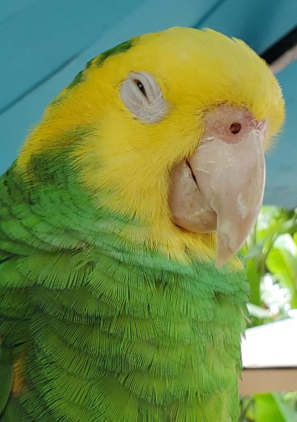 Yellow-headed Amazon