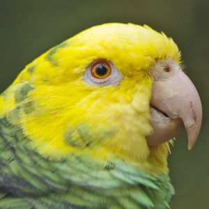 Yellow headed Amazon 4