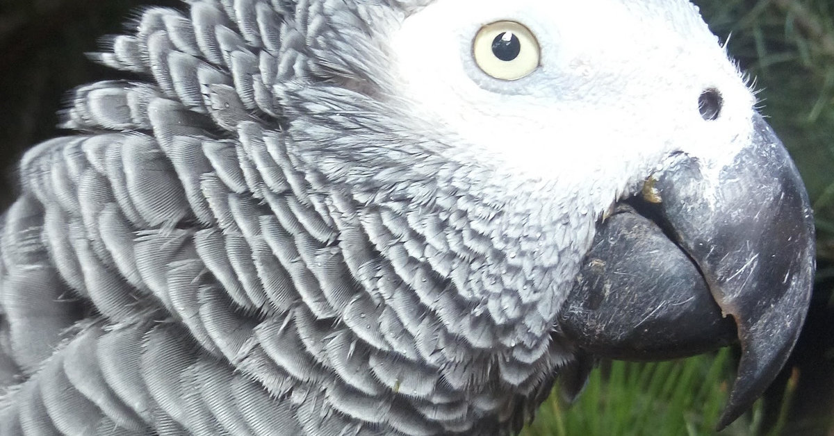 AFRICAN GREY PARROT