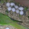 amazon parrot eggs