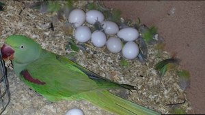 amazon parrot eggs