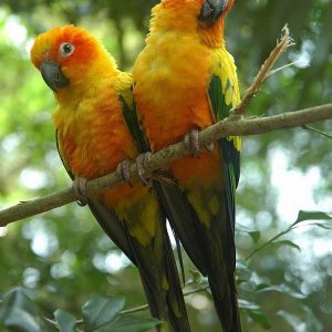 Conure Parrots