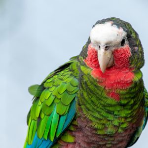 cuban amazon 4